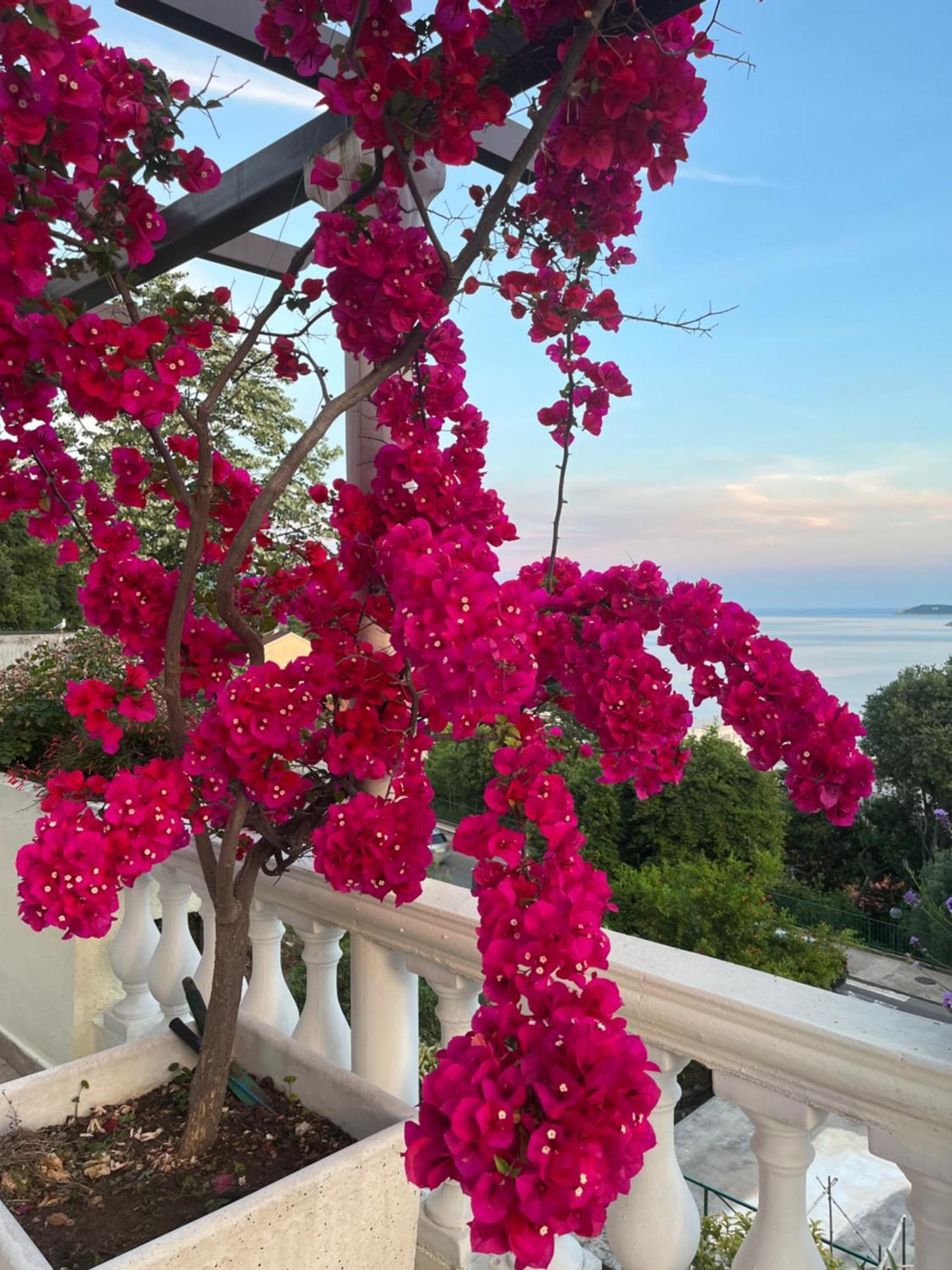 Apartments Herceg Novi Eksteriør billede